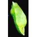 Clouded Yellow Crocea 5 pupae SPECIAL PRICE!